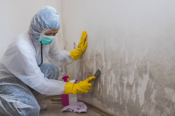 Best Commercial Mold Removal  in Leechburg, PA