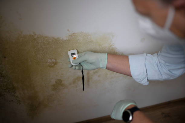 Best Toxic Mold Removal  in Leechburg, PA