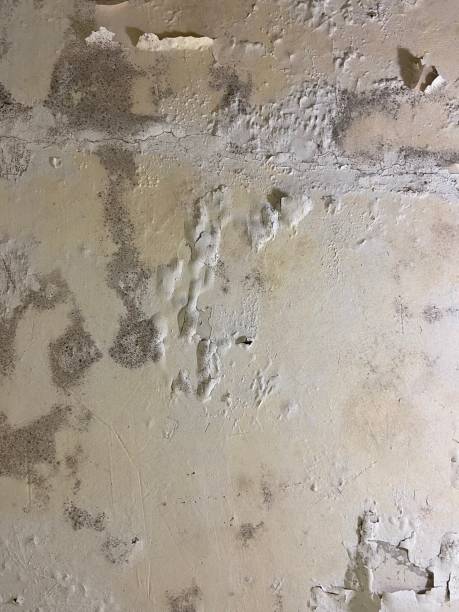 Reliable Leechburg, PA Mold Removal Solutions