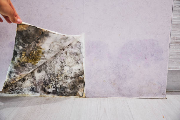 Mold Testing and Removal in Leechburg, PA